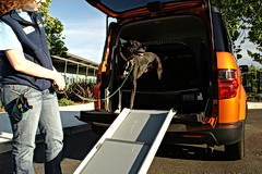 Abbie tries the pet ramp on the Element